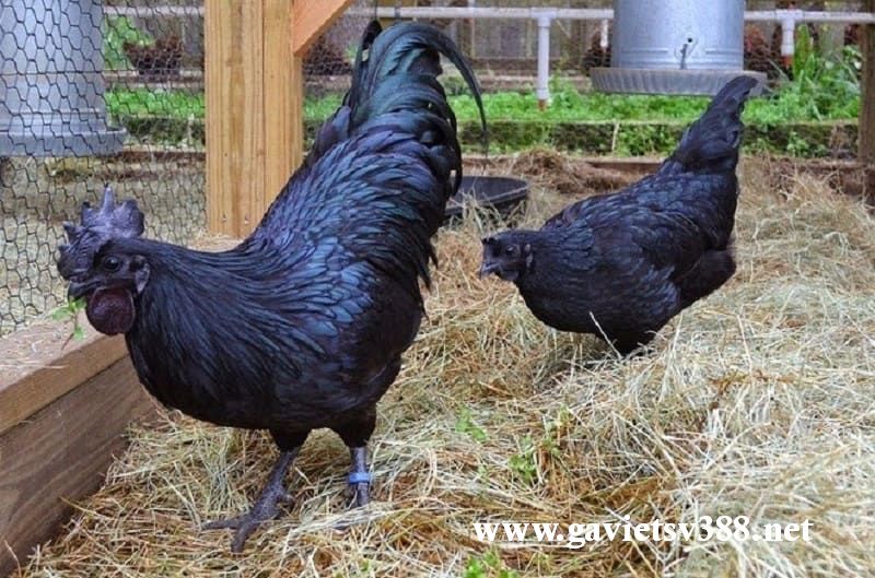 Chia sẻ cách nuôi và chăm sóc gà đen mặt quỷ hiệu quả