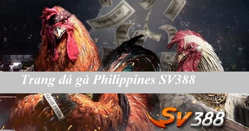 Trang đá gà Philippines SV388 - Gà Việt SV388